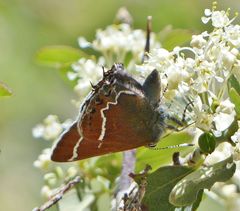Callophrys spinetorum