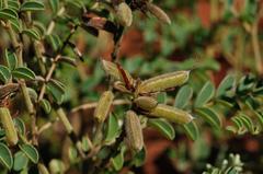 Indigofera oxytropis