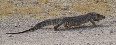Varanus albigularis angolensis