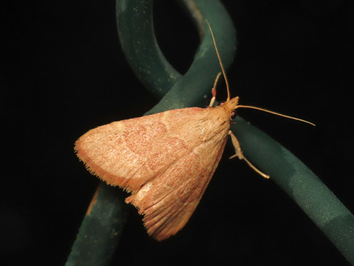 Asopie incarnat