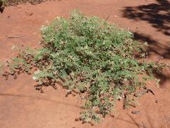 Indigofera oxytropis