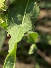 Rumex pseudonatronatus
