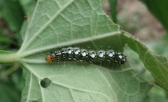 Filodes fulvidorsalis