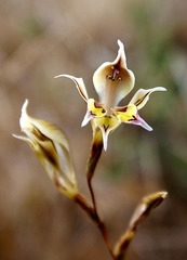 Gladiolus permeabilis edulis