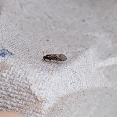 Elipsocus