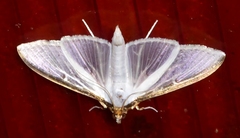 Cydalima