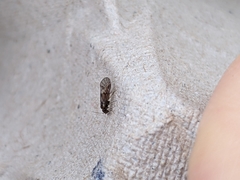Elipsocus