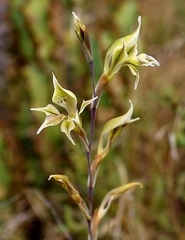Gladiolus permeabilis edulis