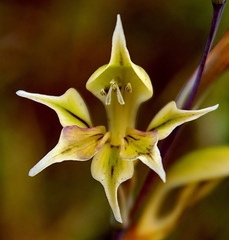 Gladiolus permeabilis edulis