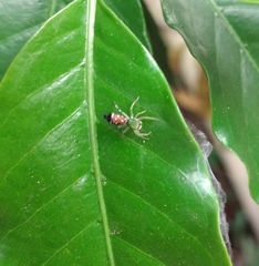 Cosmophasis valerieae
