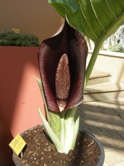Synandrospadix vermitoxicus