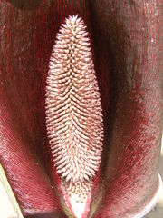 Synandrospadix vermitoxicus