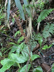 Goodyera rubicunda