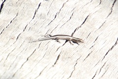 Cryptoblepharus pulcher
