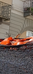 Podarcis muralis