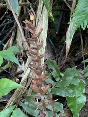 Goodyera rubicunda