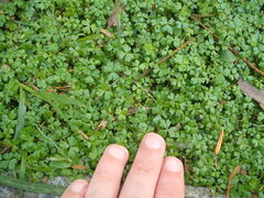 Hydrocotyle tripartita