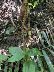 Goodyera rubicunda