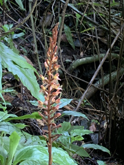 Goodyera rubicunda