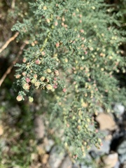 Myricaria bracteata