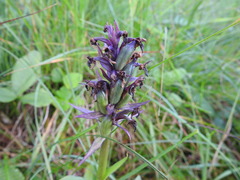 Dactylorhiza purpurella