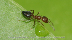 Crematogaster rogenhoferi