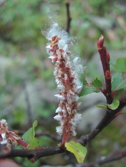 Salix kazbekensis