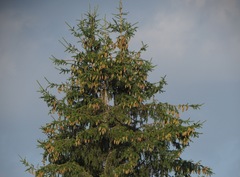 Picea × fennica