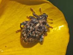 Orchestes pilosus