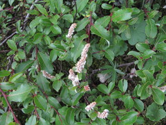 Salix kazbekensis