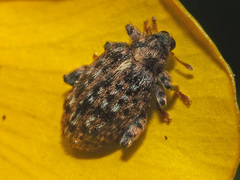 Orchestes pilosus