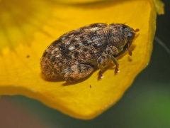 Orchestes pilosus