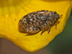 Orchestes pilosus