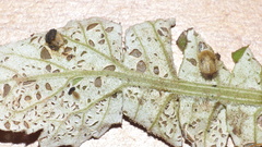 Cassida sphaerula