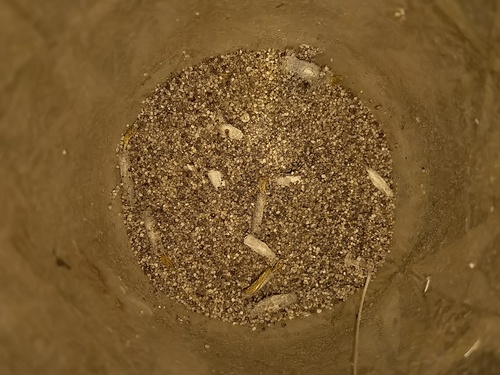 moľovité (Tineidae)