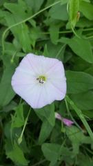 Convolvulus arvensis