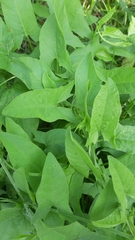 Convolvulus arvensis