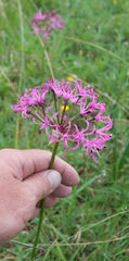 Nerine appendiculata