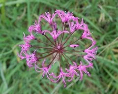 Nerine appendiculata