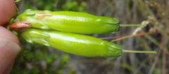 Erica viridiflora viridiflora