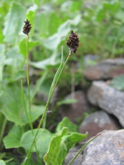 Luzula stenophylla