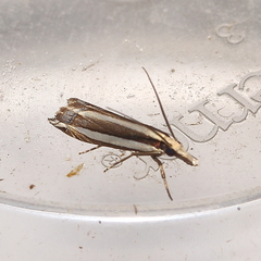 Angustalius malacellus