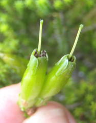 Erica viridiflora viridiflora