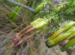 Erica viridiflora viridiflora