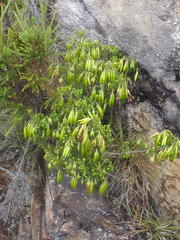Erica viridiflora viridiflora