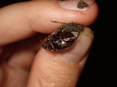 Hydaticus transversalis