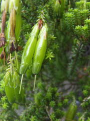Erica viridiflora viridiflora