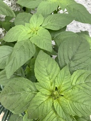 Amaranthus