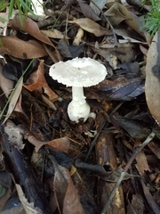 Amanita austrostraminea