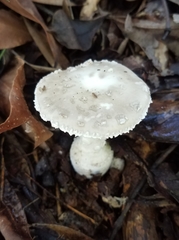 Amanita austrostraminea